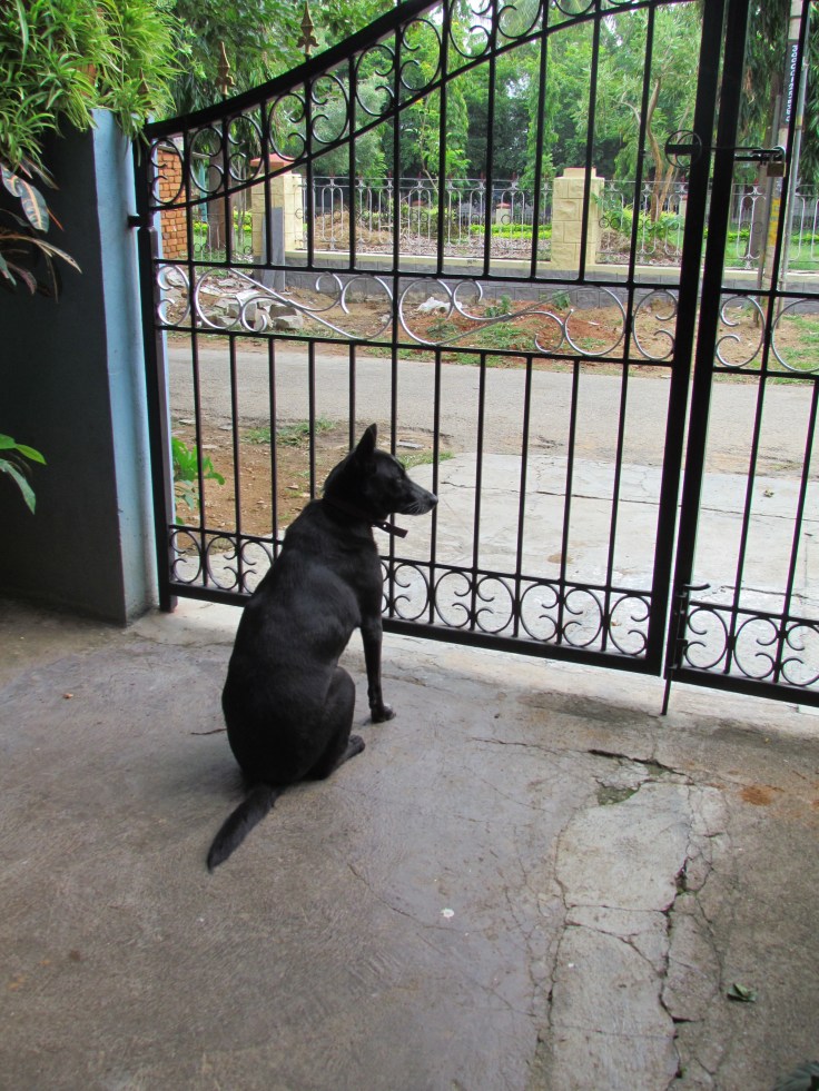 Lucie waiting at our gate